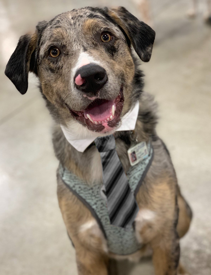 Dog with tie