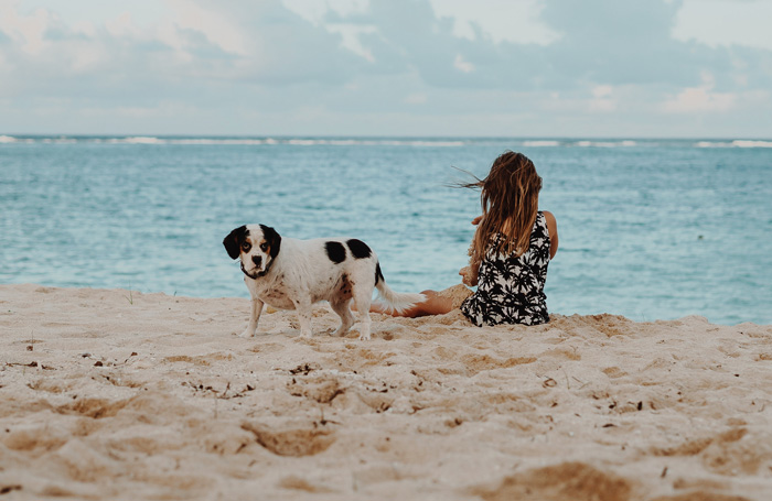 Dog on the beach