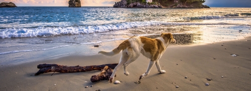 Dog on Beach