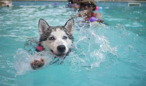 Dog in swimming pool